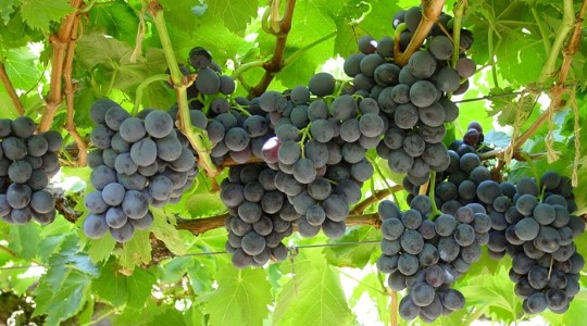 Improving table grape health