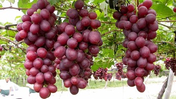 How to increase table grape yield